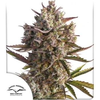 Dutch Passion AUTO Blueberry semena neobsahují THC 3 ks