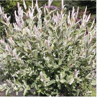 Vŕba FloraSelf Salix integra 'Hakuro Nishiki' výška 40-60 cm kvetináč 5 l