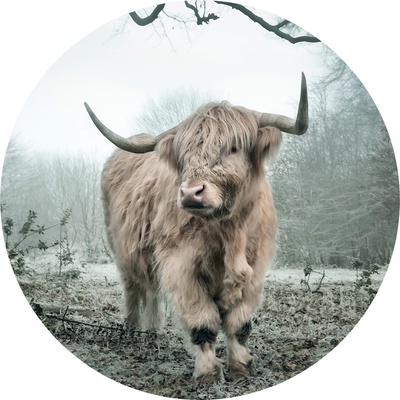 AG Design CR3329 Samolepicí vliesová fototapeta Highlander rozměry 140 x 140 cm