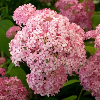 Image 1 of Proven Winners® Pink Annabelle® - Хортензия arborescens - Proven Winners®