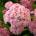 Proven Winners® Pink Annabelle® - Хортензия arborescens - Proven Winners®