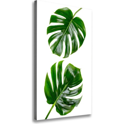 Vertikálny foto obraz na plátne do obývačky Monstera 50x100 cm