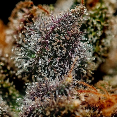 Positronics Chizpa semena neobsahují THC 3 ks