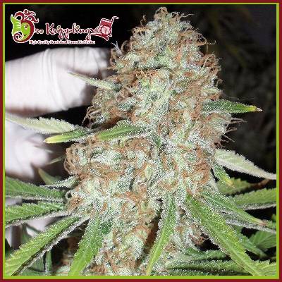 Dr. Krippling Seeds Blue Kripple semena neobsahují THC 1 ks