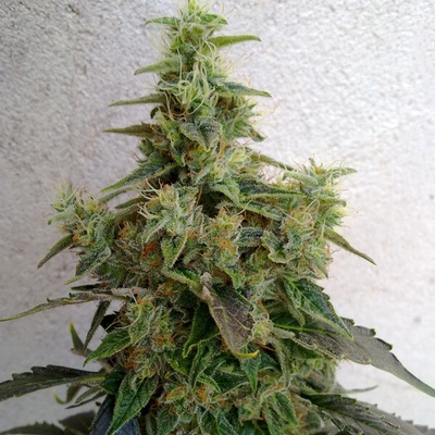 Resin Seeds Dieseltonic semienka neobsahujú THC 10 ks
