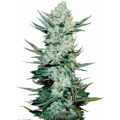 Fastbuds Tangie Auto semienka neobsahujú THC 100 ks