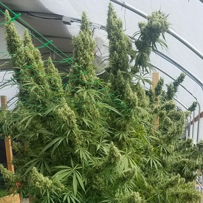Ace Seeds Honduras regular semena neobsahují THC 5 ks