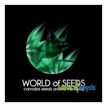 World of Seeds Northern Light x Big Bud Ryder AUTO 1 semena neobsahují THC 2 ks