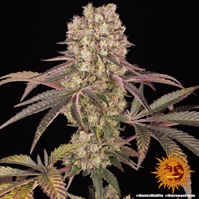 Barney's Farm Runtz Muffin semienka neobsahujú THC 5 ks