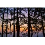 DIMEX ART Флизелинов фототапет тайландски парк 375 x 250 см