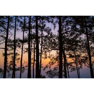 DIMEX ART Флизелинов фототапет тайландски парк 375 x 250 см