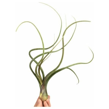 Tillandsia baileyi