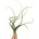 Tillandsia baileyi