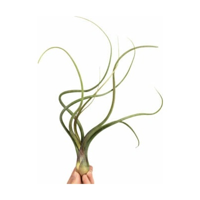 Tillandsia baileyi