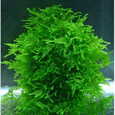 Taxiphyllum sp. Songrow Peacock moss 7 cm – Sleviste.cz