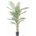 Areca palma, 120cm