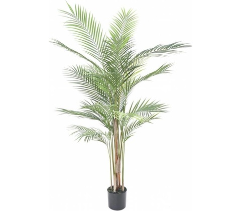 Areca palma, 120cm