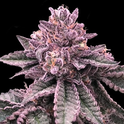 DNA Genetics DNA Cake semena neobsahují THC 10 ks