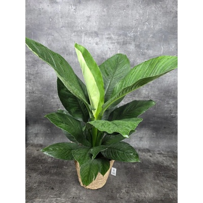 Spathiphyllum Sensation 90 cm