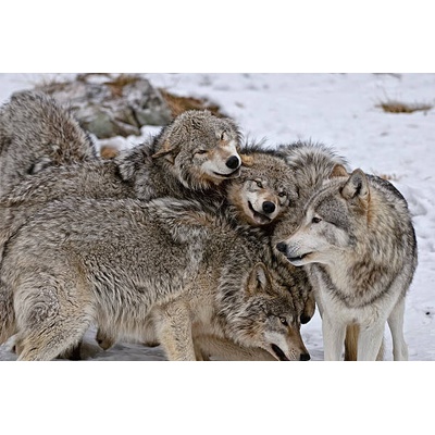 Plagát, Obraz - Timber Wolf Pack, Copyright Michael Cummings, 40 × 26.7 cm