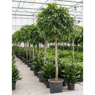 Fikus - Ficus binnendijkii "Amstel King" 45x240 cm