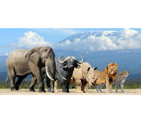 (C) 3D panoráma - THE BIG FIVE