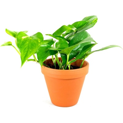 Gardners Epipremnum aureum, průměr 12 cm Šplhavník, Šplhavnice zlatá