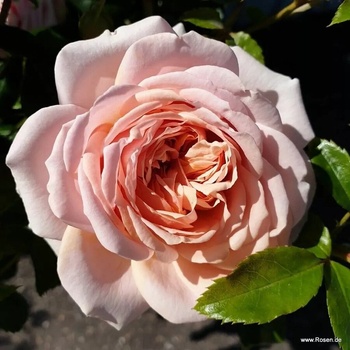Kordes® Роза Garden of Roses® - Kordes®