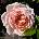 Kordes® Роза Garden of Roses® - Kordes®