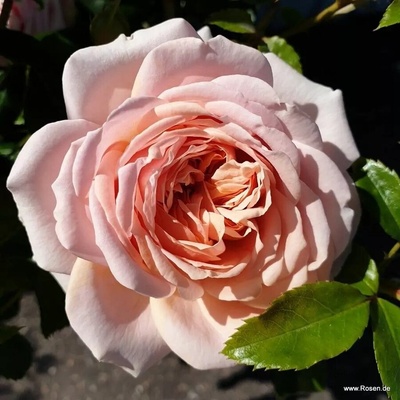 Kordes® Роза Garden of Roses® - Kordes®