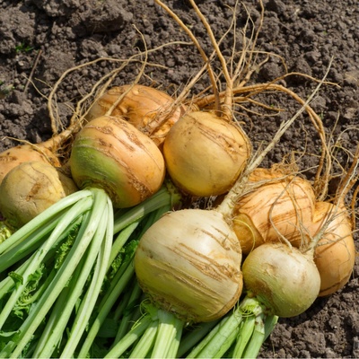 Kvaka Dalibor - Brassica napus var. napobrassica - semená kvaky - 250 ks