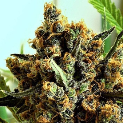 Ripper Seeds Criminal+ semienka neobsahujú THC 5 ks