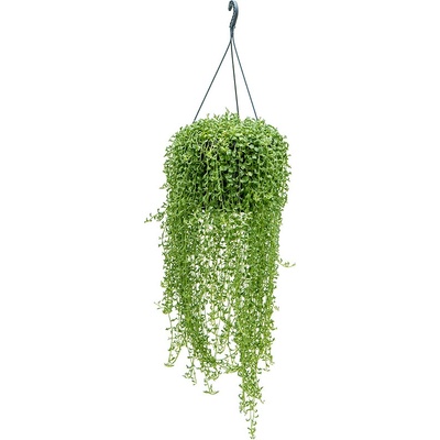 Senecio peregrinus 25x60 cm