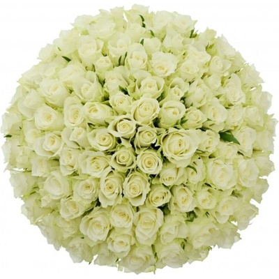Kytice 100 bílých růží ATHENA 40cm