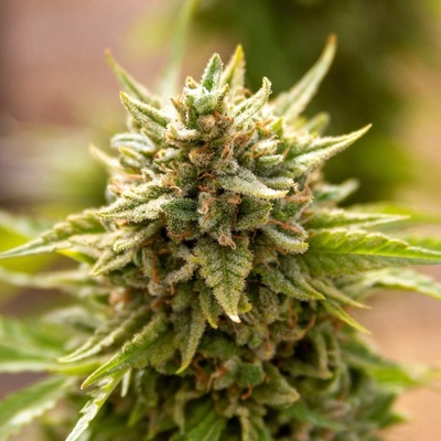 Expert Seeds Fruit Salad semienka neobsahujú THC 10 ks