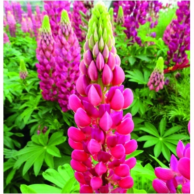 Vlčí bôb - Lupina mnoholistá Lupini Red - Lupinus polyphyllus - semená - 15 ks