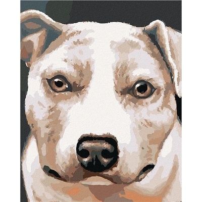Zuty Malování Podle Čísel Pit Bull Myroslava Voloschuk 40 x 50 Cm Plátno Rám