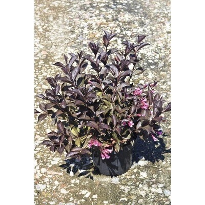 Vajgely FloraSelf Weigela „Wine and Roses“ 40-60 cm kvetináč 5 l