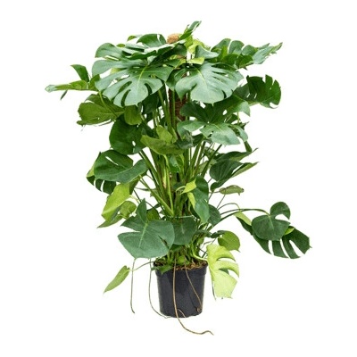 Monstera deliciosa on moss-pole 24x100 cm