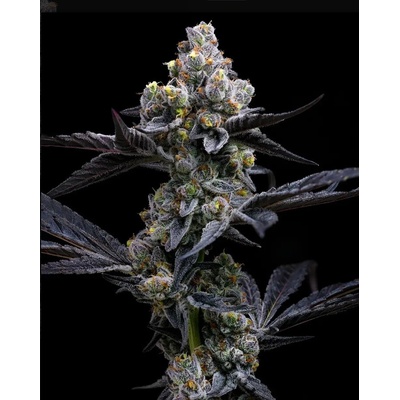 Dutch Passion Auto Glueberry O.G. 0% THC Balenie: 10 ks