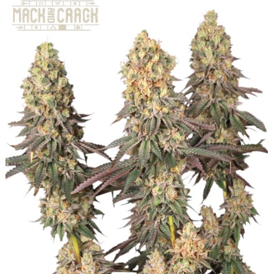 Seedstockers Superior Mack & Crack semena neobsahuji THC 3 ks