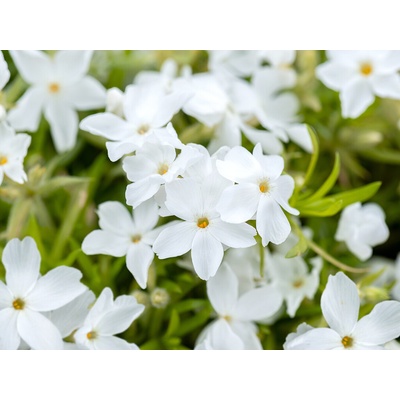 Flox šidlolistý White Delight