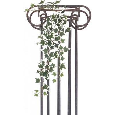 Holandský divoký břečťan trs střední, 70 cm