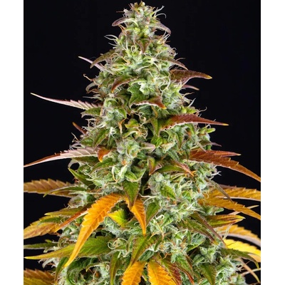 Dutch Passion Auto Glueberry O.G. 0% THC Balenie: 5 ks