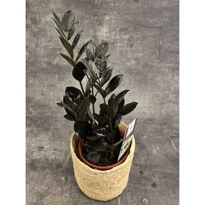 Zamioculcas Raven