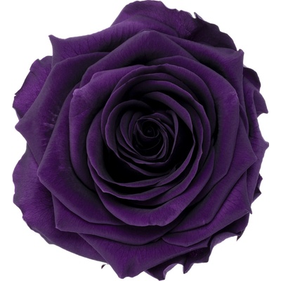 Dita Purple - fialová (1x premium stabilizovaná "věčná" růže v ploché keramice)