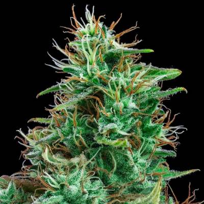 Exclusive Seeds Bank AUTO Bilberry semena neobsahují THC 3 ks