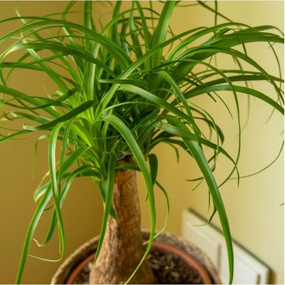 Nolina Prodej (Nolina recurvata, světlé stanoviště, Tento druh) Nolina Prodej