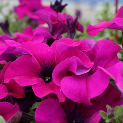 Petúnia Cascadini F1 Purple - Petunia x atkinsiana - predaj semien - 15 ks