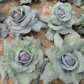 Kapusta Rufus - Brassica oleracea - predaj semien kapusty - 150 ks